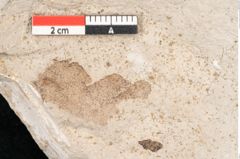 Foto (Detailansicht) von Glyptostrobus europaeus Brongniart (NHMW-GEO-2024-0188-6766)
